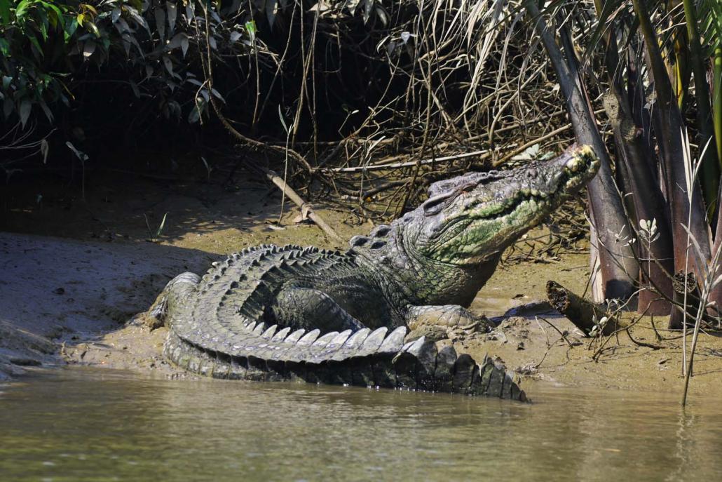 A saltwater crocodile inside the wildlife sanctuary. (Supplied)