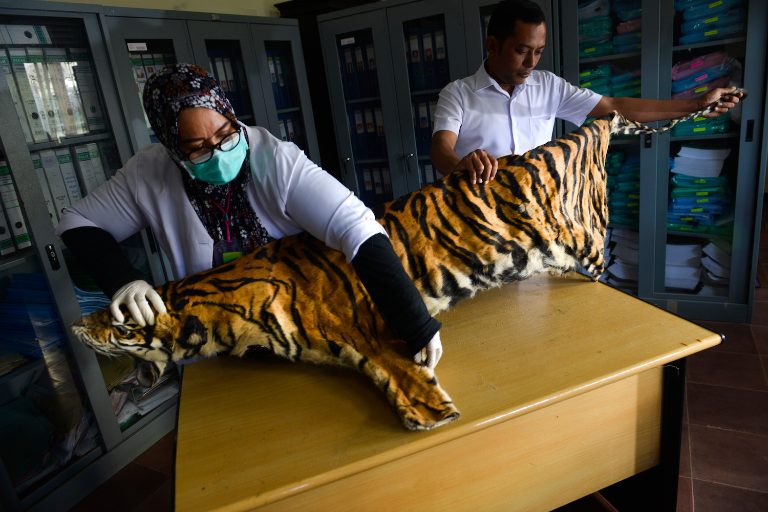 Wildlife conservation officials check the confiscated skin of a Sumatran tiger seized from a poacher in Banda Aceh, Indonesia. (AFP)