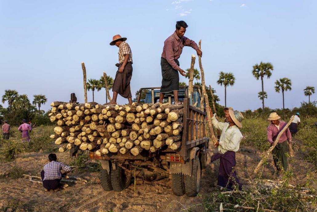 Workers load thanaka logs onto a truck in Ayadaw Township. (Hkun Lat I Frontier)