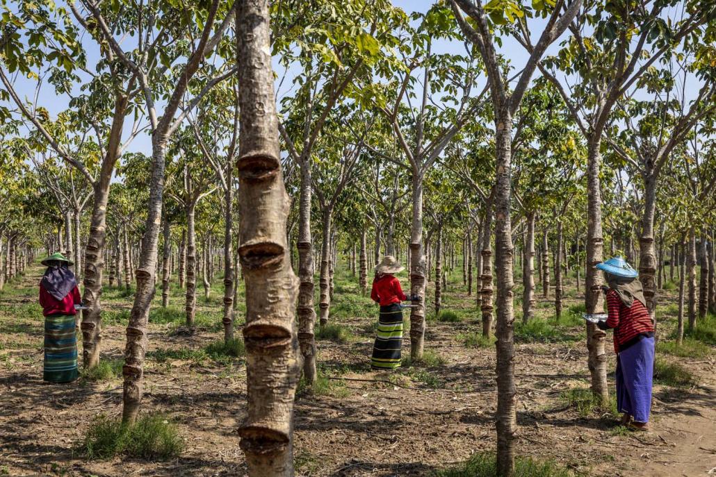 Farm workers harvest sterculia outside of Monywa in Sagaing Region on February 7. (Hkun Lat I Frontier)