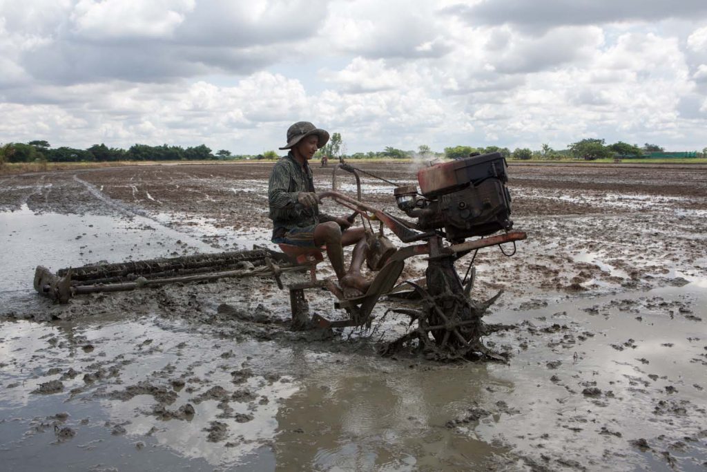 A farmer ploughs a paddy field in Yangon's Twante Township on May 29. (Thuya Zaw | Frontier)