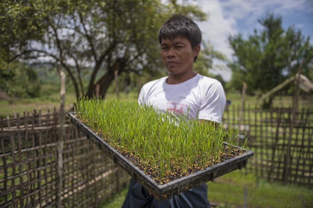 ချဲရွာသားလယ်သမားကြီးတစ်ဦးဖြစ်တဲ့ ကိုမောင်ငယ်က စပါးပျိုးပင်များကို ပြသနေစဉ်။ တက်လမ်းရဲ့ အကူအညီနဲ့ သူ့လယ်ငါးဧကထဲက တစ်ဧကကိုစံပြစိုက်ကွက်အဖြစ် စိုက်ပျိုးထားပါတယ်။ ဓာတ်ပုံ-ကောင်းထက်/တက်လမ်း