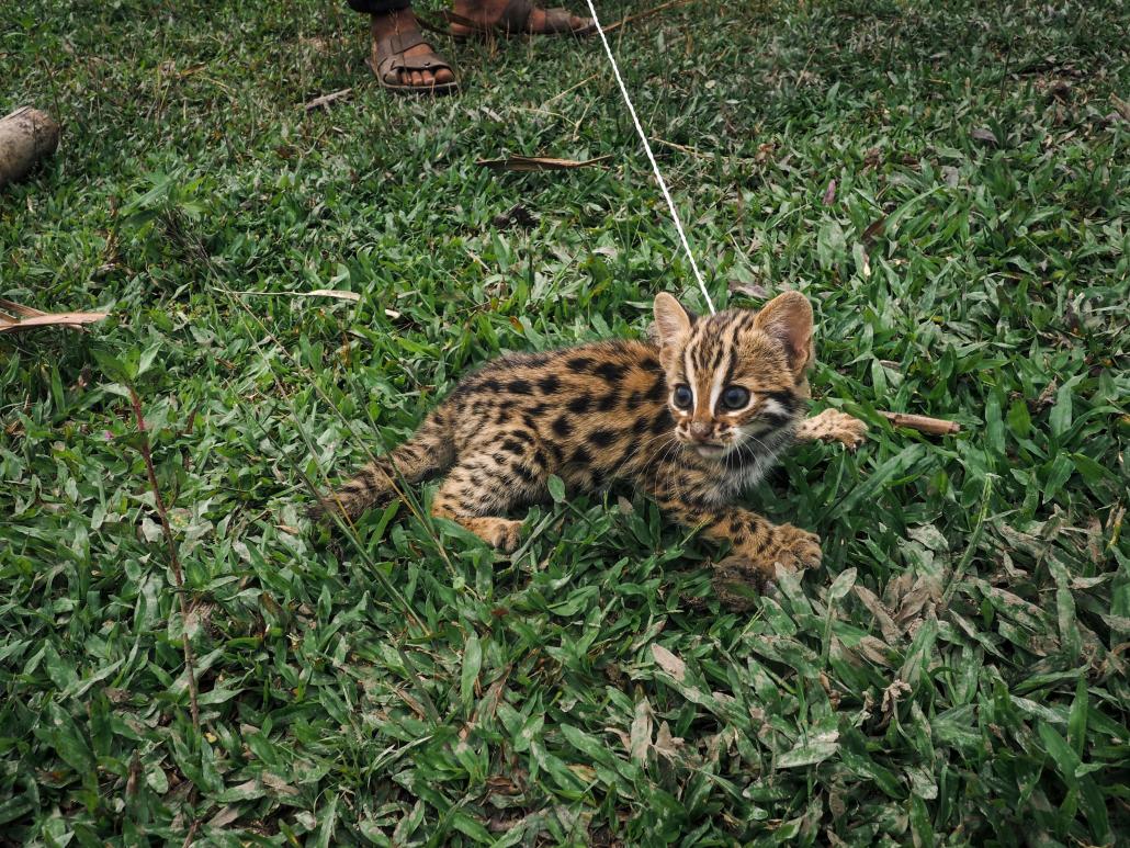 A leopard cub in a Nawngmun Township, northern Kachin State. (Hkun Ring | Frontier)