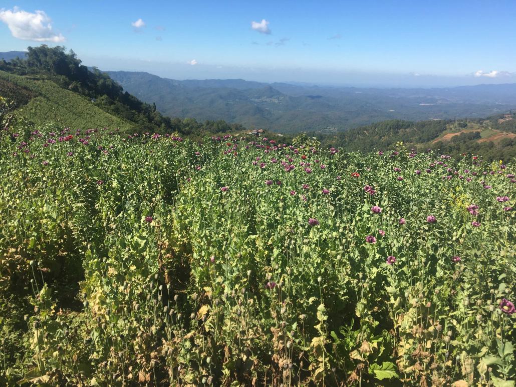 An opium poppy field in Shan State. (Supplied)