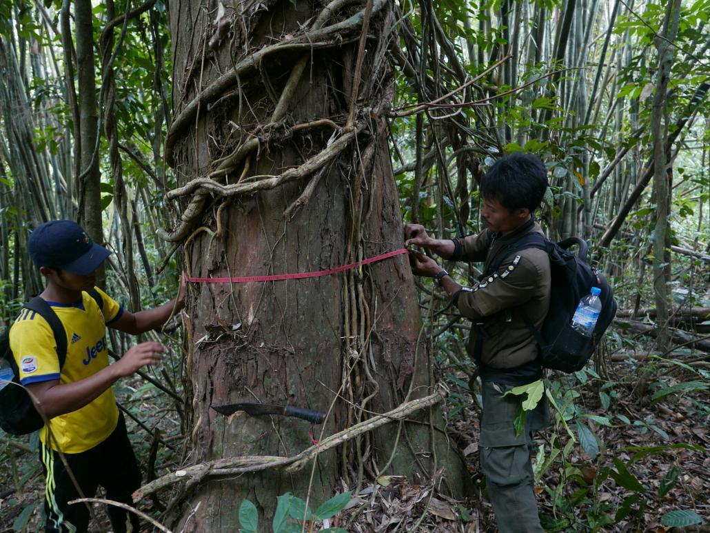 ဘုတ်ပြင်းမြို့နယ် လေညာတောအုပ်တွင်း၌ ဟိန်းလိုင်ရွာမှဒေသခံများကိုယ်တိုင် ကာကွယ်ထိန်းသိမ်းရေးလုပ်ငန်းများ လုပ်ကိုင်စဉ်။ ဓာတ်ပုံ - Conservation Alliance Tanawthari