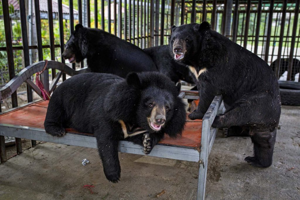 Ko Aung's Asiatic black bears lounge in their cage in Taungoo the day before they were transferred to a private zoo. (Hkun Lat | Frontier)