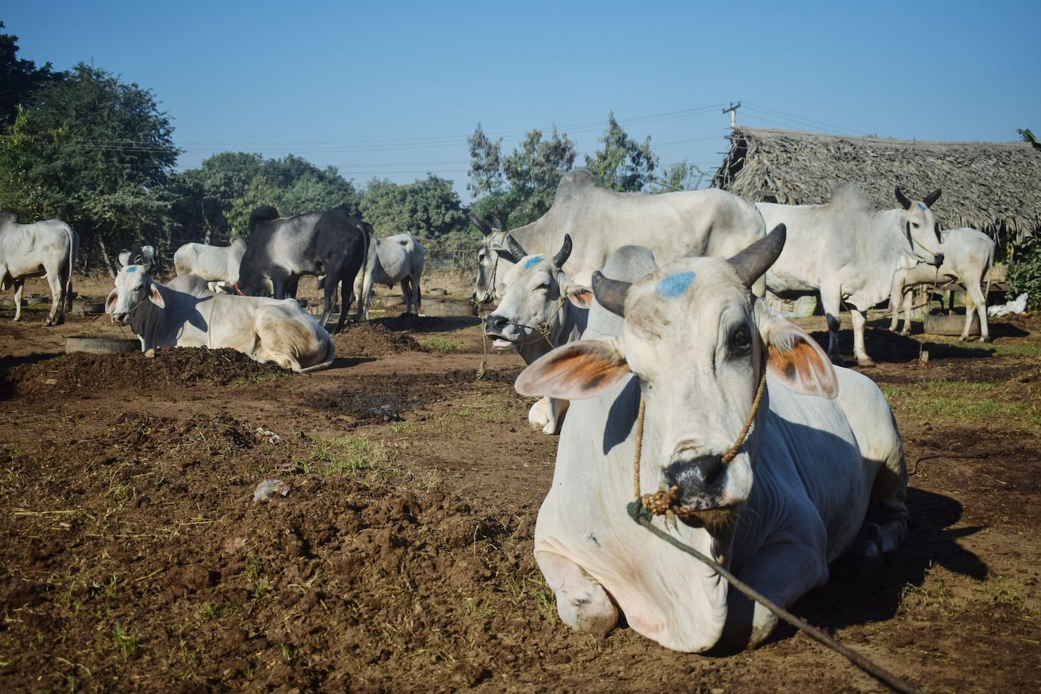 The central dry zone region encompassing Mandalay, Magway and Sagaing regions is the country's major cattle breeding zone. (Kyaw Lin Htoon | Frontier)