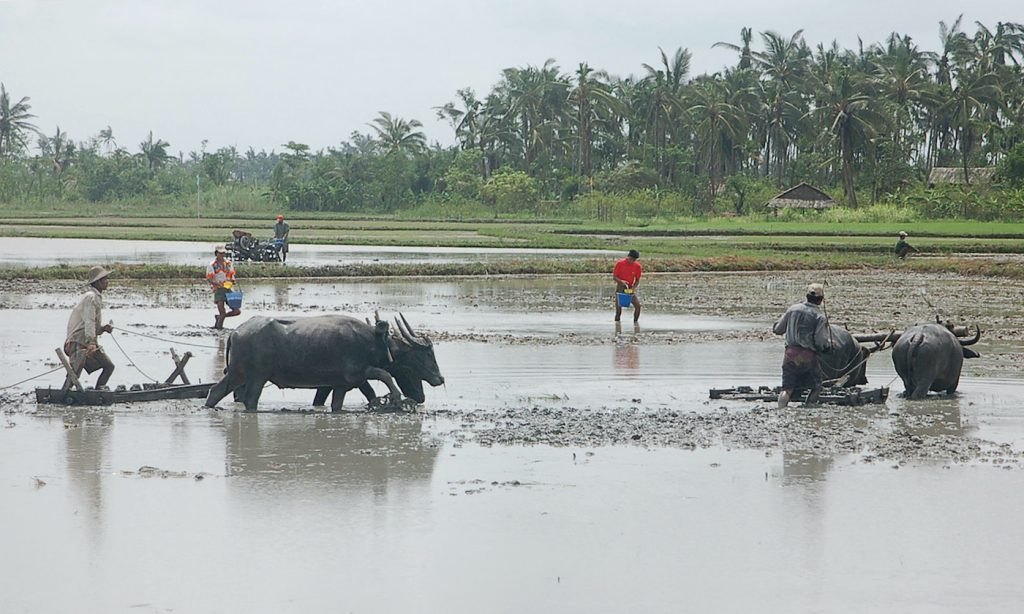 Farmers in the Ayeyerwaddy Delta south of Yangon plough fields to grow rice in 2008. (AFP)