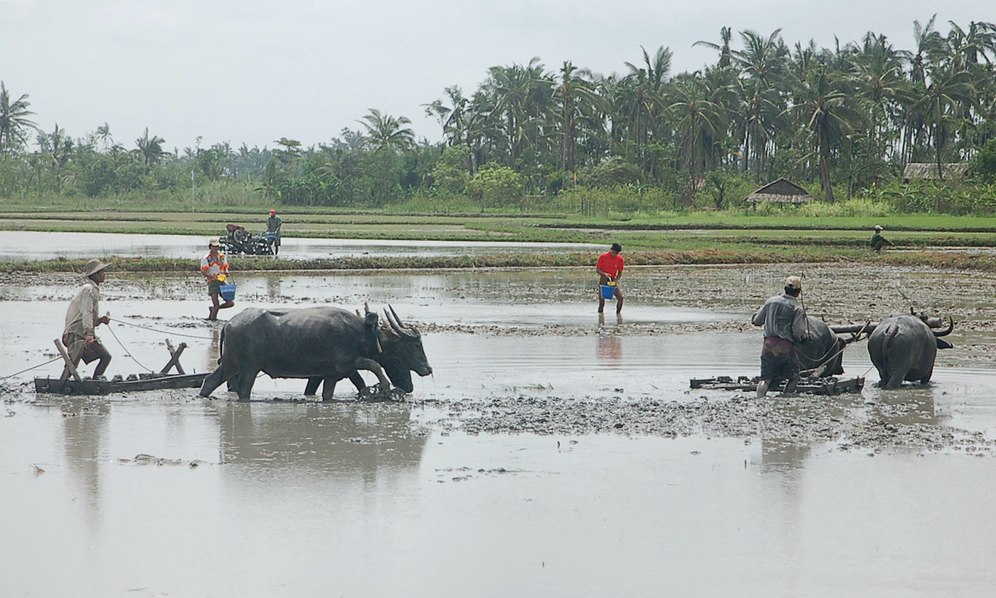 Farmers in the Ayeyerwaddy Delta south of Yangon plough fields to grow rice in 2008. (AFP)