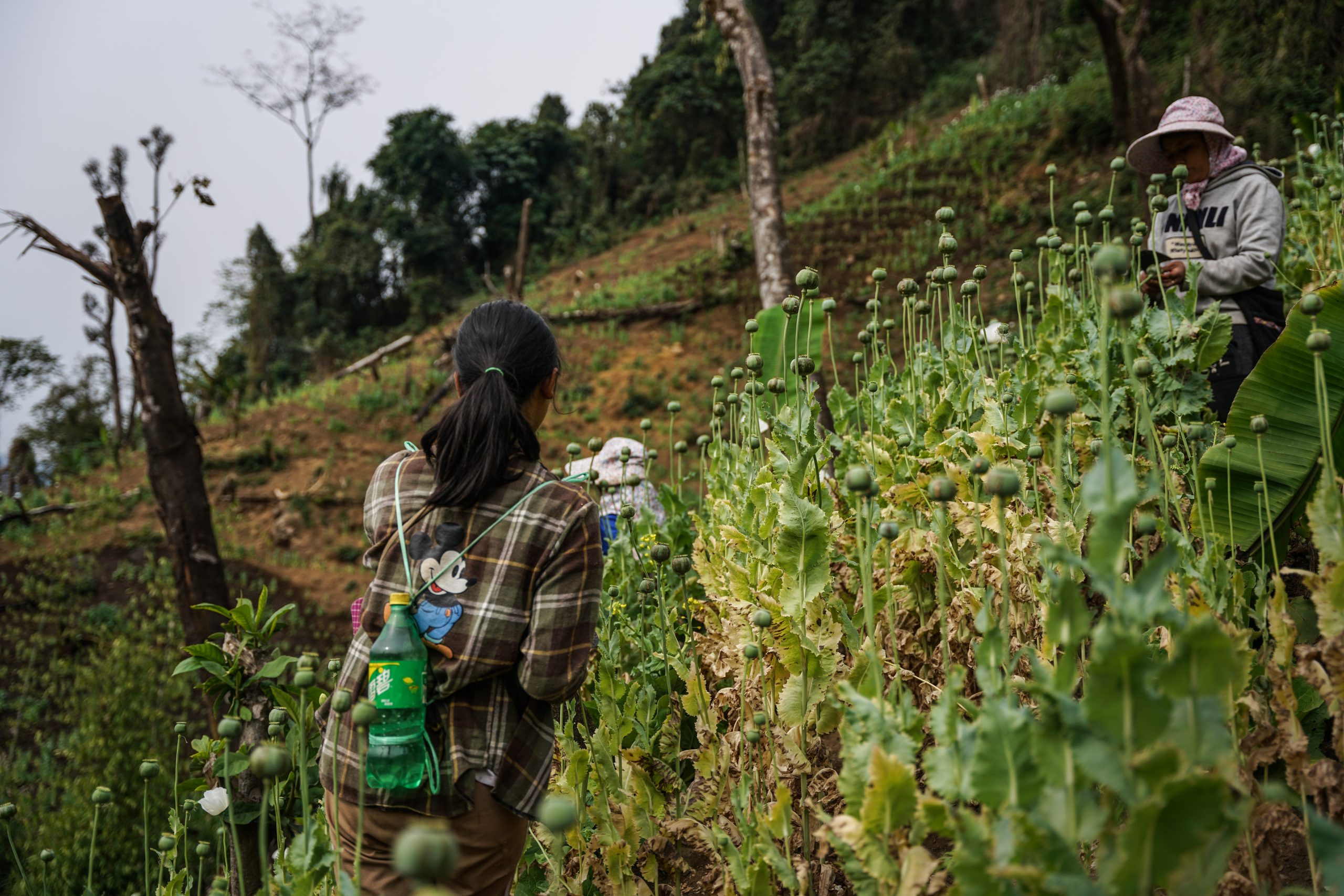 Workers harvest opium from a poppy field in the Sadung area of Kachin State in February 2021. (Frontier)