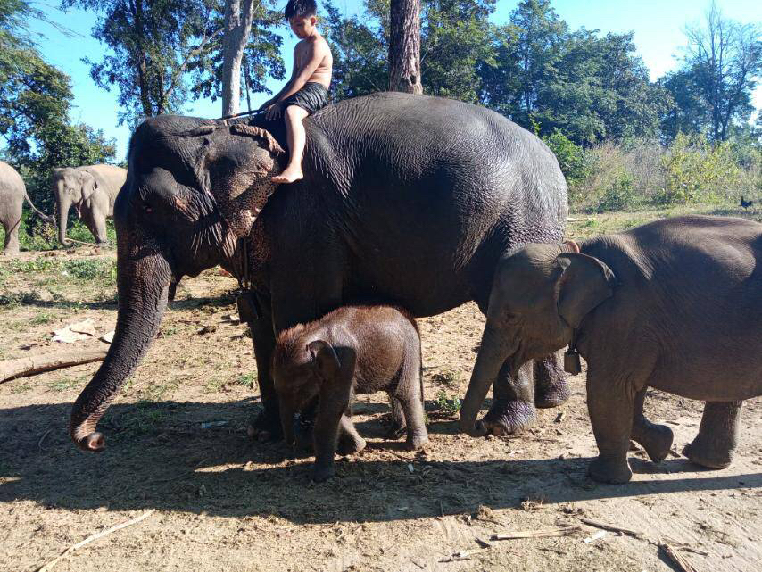 A boy rides an elephant in Alaungdaw Kathapa National Park after PDFs drove out the military. (Supplied)