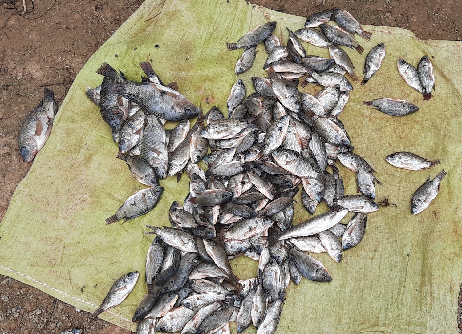 Nile tilapia caught at Pekon Lake in southern Shan State, where few indigenous fish species remain. (Thadoe Wai | WWF-Myanmar)