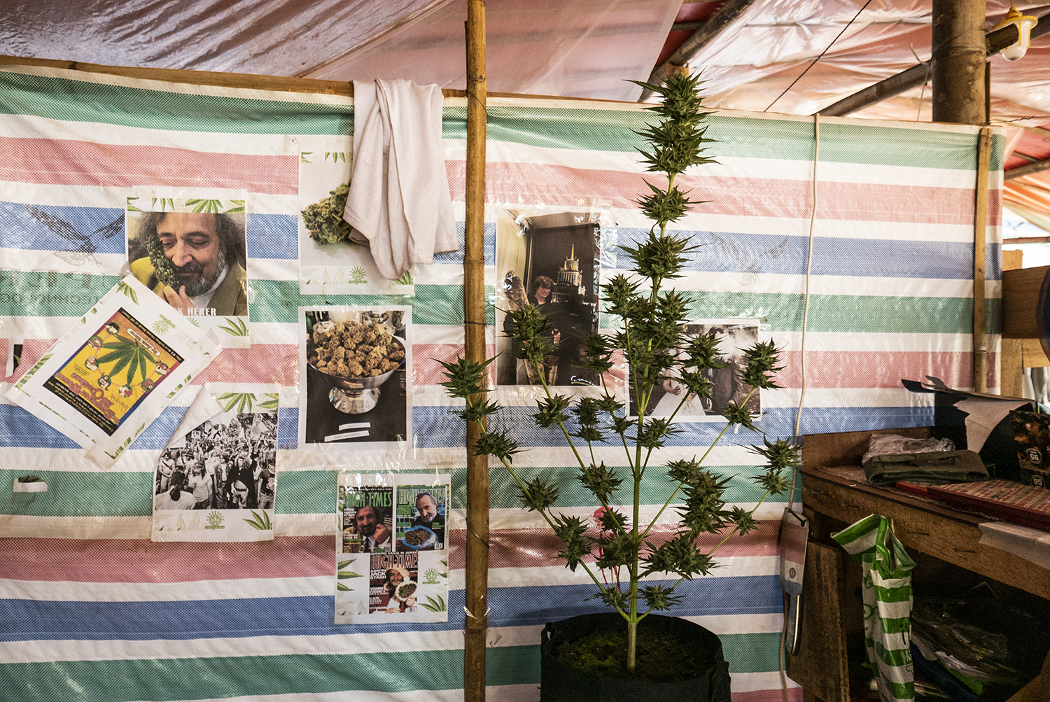 The De Culture Cannabis dispensary, the first establishment of its kind in Myanmar, in territory controlled by the KNDF in Kayah State. (Mar Naw | Frontier)