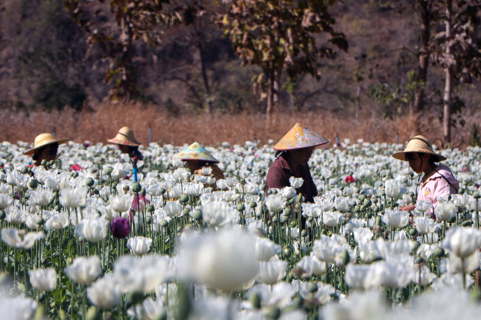 People displaced by conflict work in illegal poppy fields in southern Shan State’s Pekon Township on February 26. (AFP)