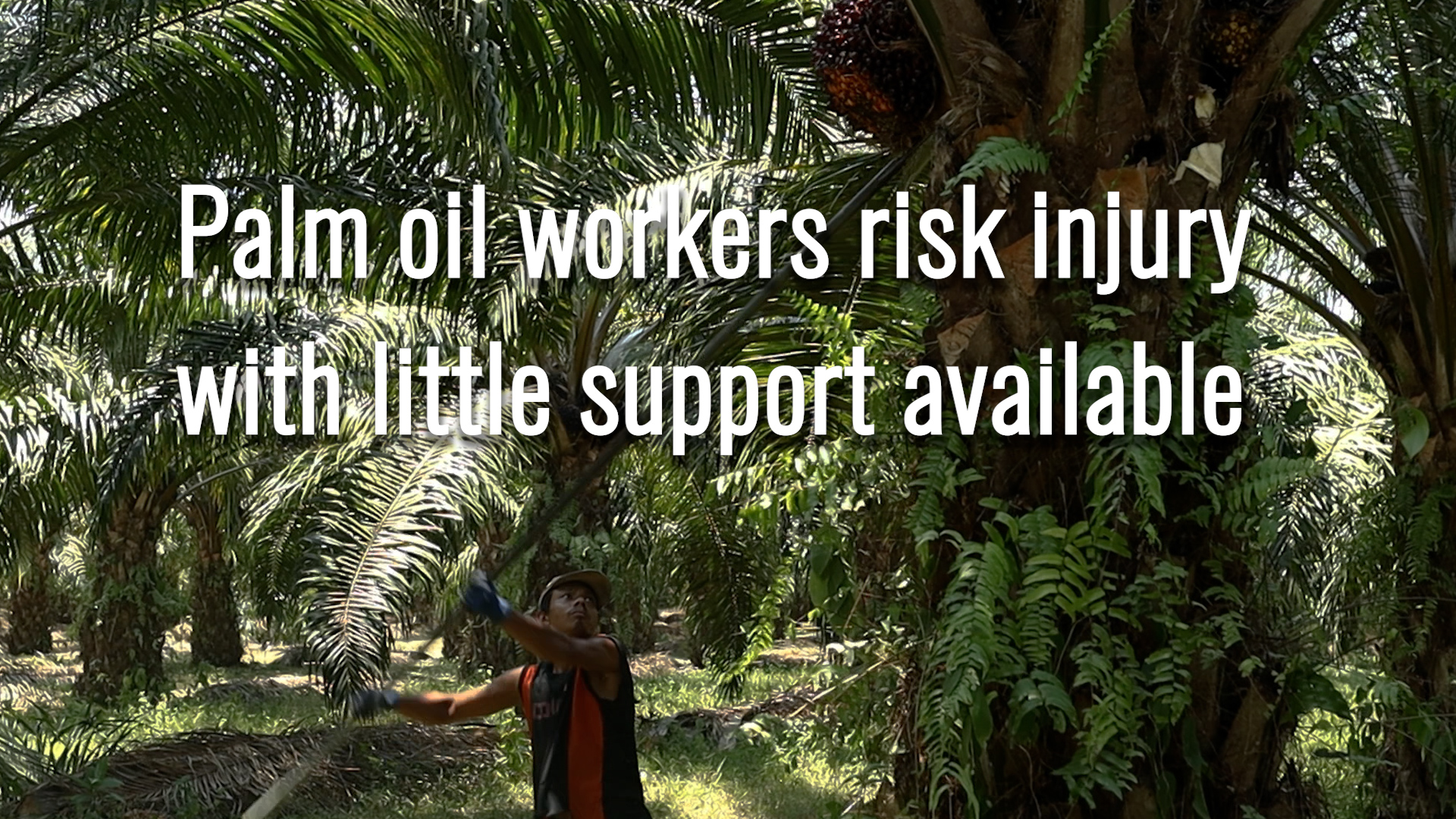 Eng thumbnail_Palm oil