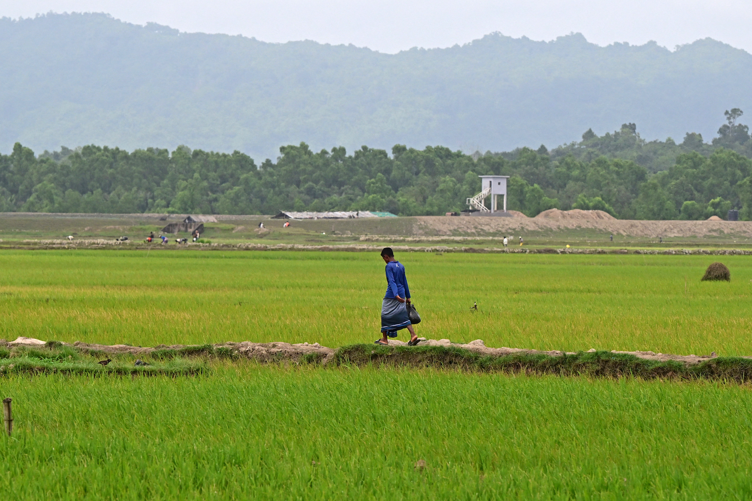 A man walks across a paddy field near the Myanmar border in the Ukhia area of Bangladesh's Cox's Bazar district on September 10. (AFP)