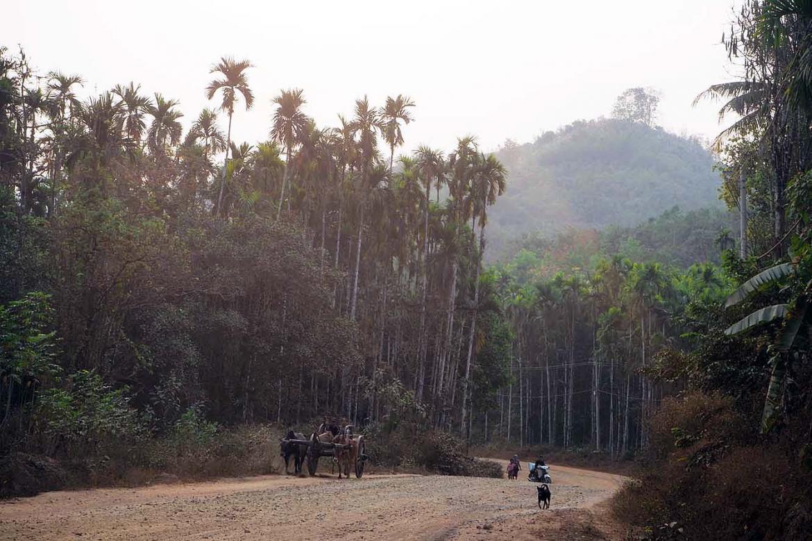 A dirt road lined with areca palms in Tanintharyi Region's Dawei Township in 2019. (Frontier)