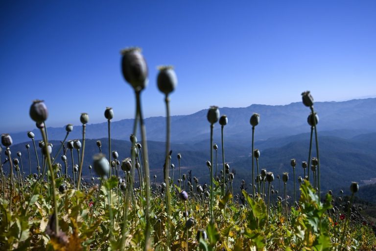 An illegal poppy field is seen in Hopong, Shan State on February 3, 2019. (AFP)