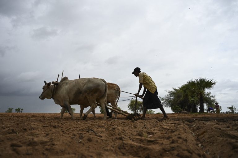 A farmer ploughs a field in Magway Region. (AFP)