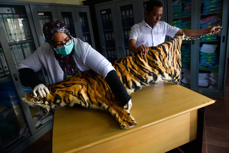 Wildlife conservation officials check the confiscated skin of a Sumatran tiger seized from a poacher in Banda Aceh, Indonesia. (AFP)