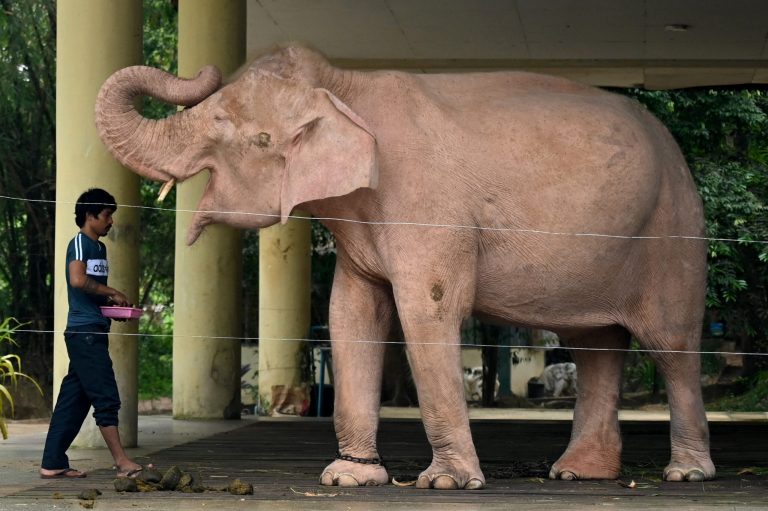 A caretaker feeds a a white elephant. (AFP)