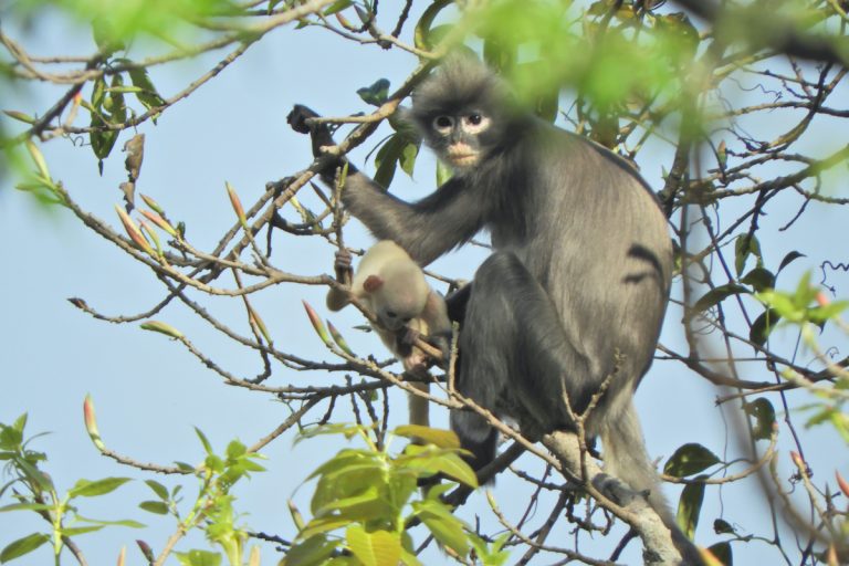 A newly discovered primate, named Popa langur (Trachypithecus popa) after its home around central Myamar's Mt. Popa, is seen hanging on a tree branch. (AFP/German Primate Center)