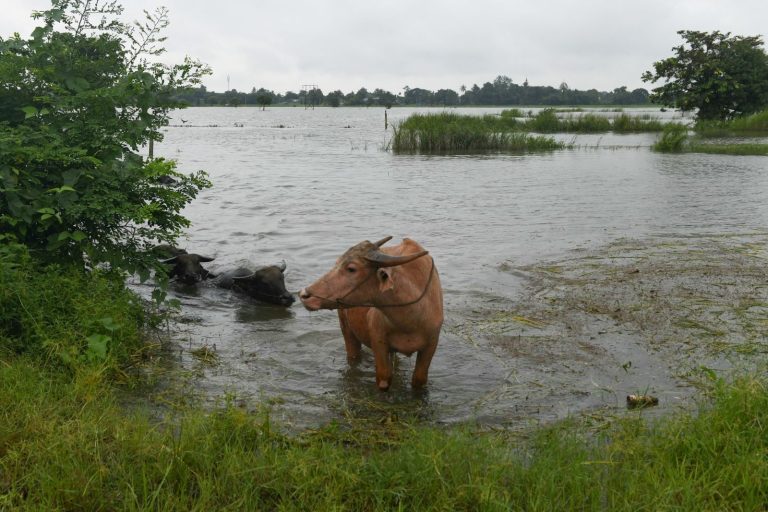 Livestock wade in the floodwaters in Bago Region's Taungoo Township on September 14. (AFP)