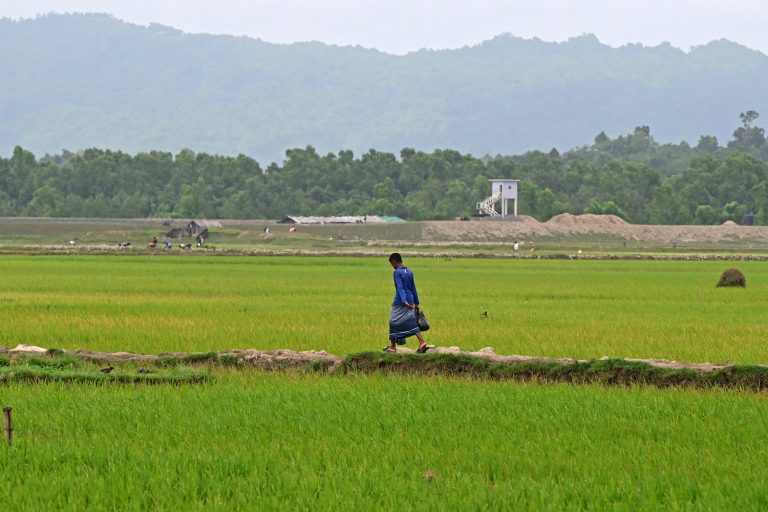 A man walks across a paddy field near the Myanmar border in the Ukhia area of Bangladesh's Cox's Bazar district on September 10. (AFP)