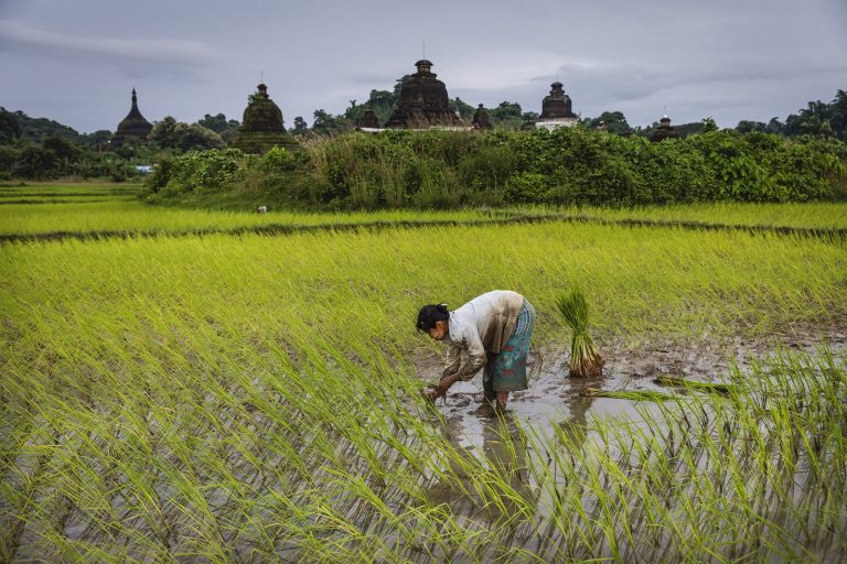 A woman plants rice near a historic brick pagoda in Mrauk-U Township, Rakhine State on August 21. (Hkun Lat | Frontier)