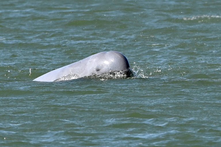 The suspension of conservation projects after the 2021 coup is endangering Irrawaddy dolphins in Myanmar. (AFP)