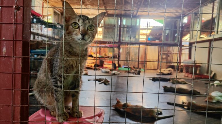 A cat sits at a shelter in Yangon on March. (Moe Thaw Dar Swe | Frontier)