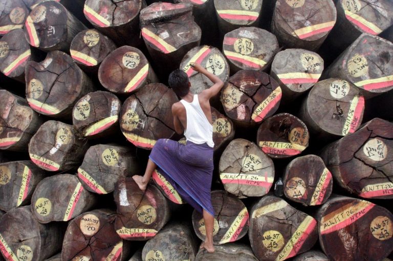 a-new-harvest-for-myanmars-timber-sector-1582237247