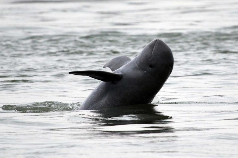 a-win-win-project-for-irrawaddy-dolphins-1582111255