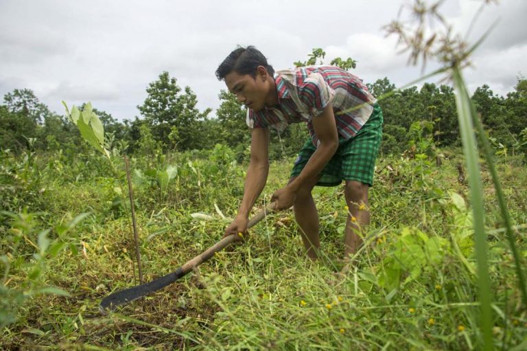 acacia-becomes-myanmars-plantation-tree-of-choice-1582173557
