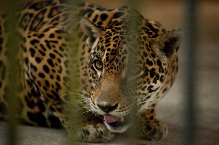 behind-the-cages-at-yangon-zoo-1582117843