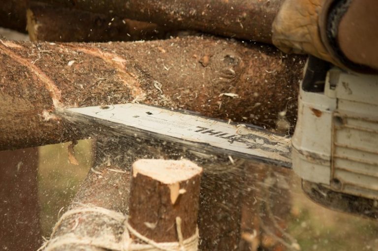 chainsaw-injuries-tied-to-illegal-logging-1582188633