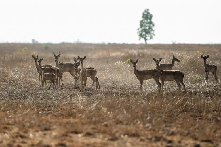 crowdfunding-brings-life-saving-water-to-myanmars-deer-1582201844