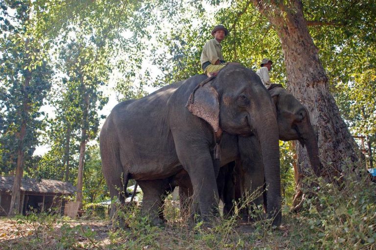 elephants-find-a-haven-from-poachers-1582188026