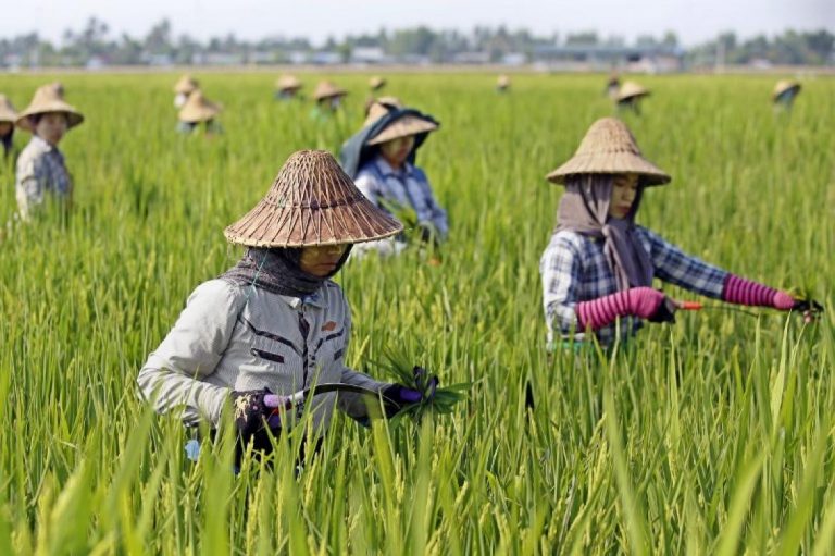 eu-reinstates-duties-on-cambodia-myanmar-rice-1582173163