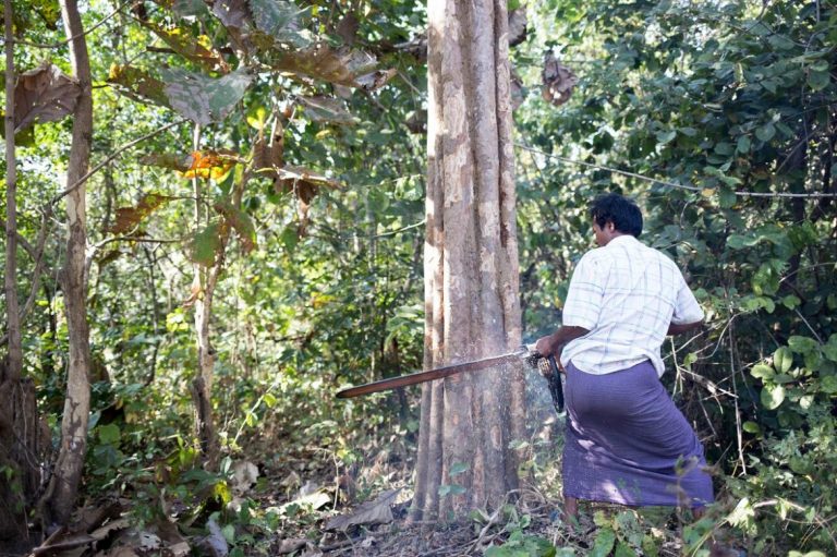 fight-to-control-chainsaws-could-turn-tide-on-illegal-logging-1582186935