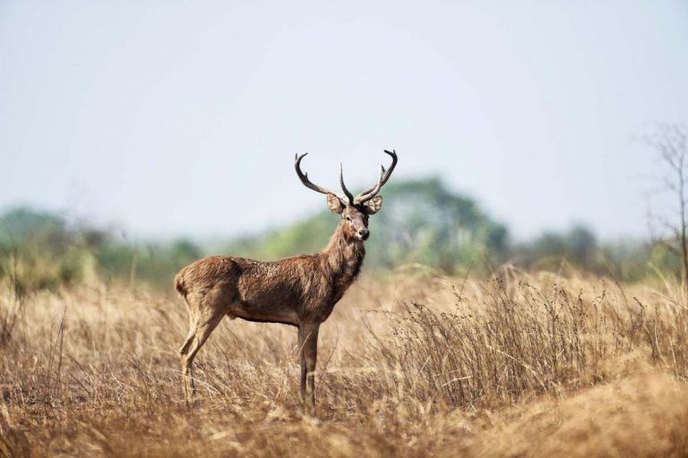 golden-deer-threatened-by-record-heat-and-an-army-land-grab-1582180210