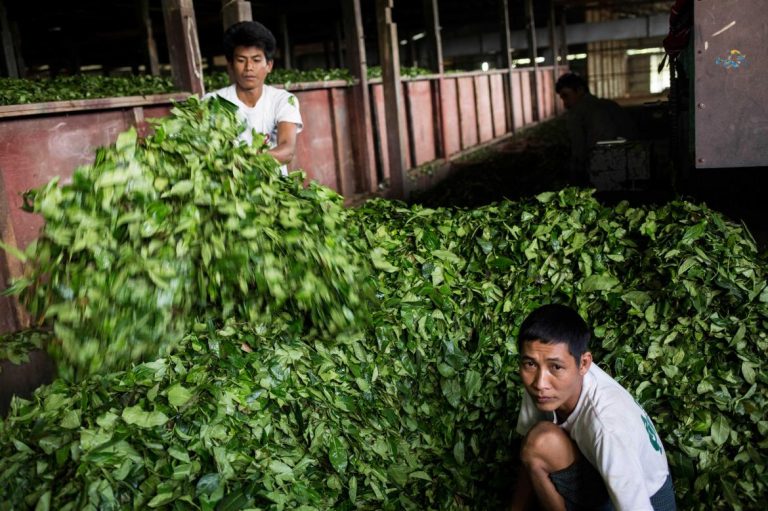 Workers at a tea factory in northern Shan State in 2020. (Frontier)