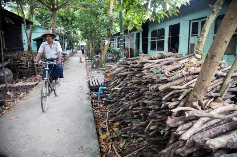 in-the-delta-a-rapidly-disintegrating-mangrove-forest-1582189945