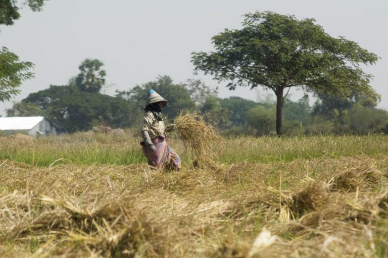 mandalay-authorities-to-confiscate-unused-farmland-1582220550