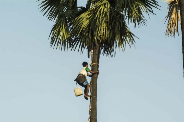 middle-myanmars-vanishing-toddy-palms-1582116080