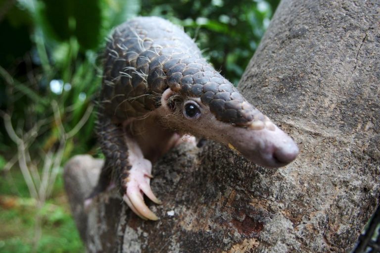 mong-las-illegal-pangolin-trade-booming-says-watchdog-1582194763