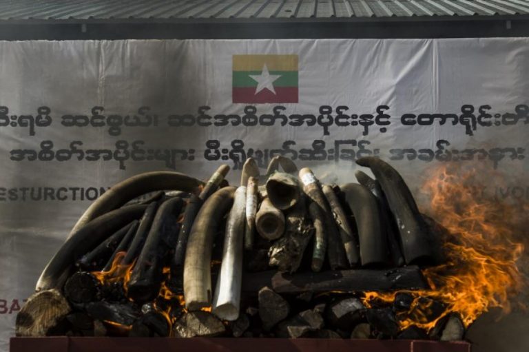 myanmar-torches-1-3-million-of-illegal-wildlife-parts-1582206044