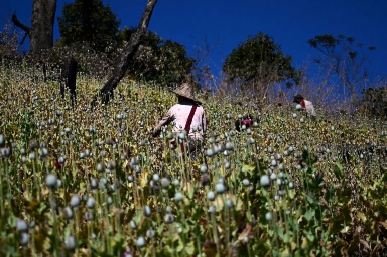 myanmars-opium-farmers-cling-on-to-lucrative-crop-1582203652