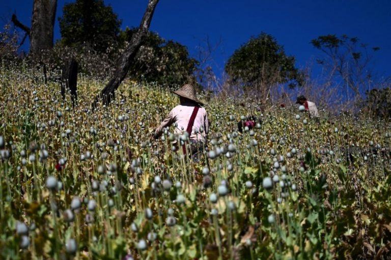 myanmars-opium-farmers-cling-on-to-lucrative-crop-1582203652