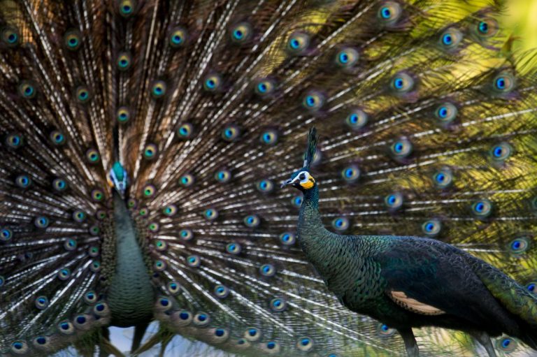 myanmars-peacock-a-national-symbol-dying-off-in-the-wild-1582191620